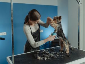 Mobile Pet Euthanasia 24/7 in Delray Beach, Florida