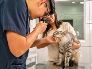 Mobile Pet Vet in Delray Beach, Florida