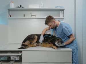 Mobile Pet Vet in Boca Raton, Florida