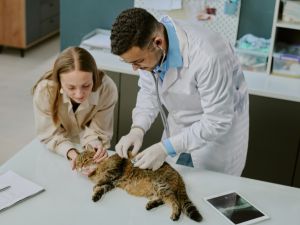 Mobile Pet Euthanasia 24/7 in Boca Raton, Florida