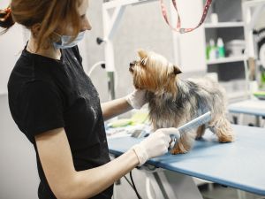 Mobile Pet Wellness Visits in Boca Raton, Florida