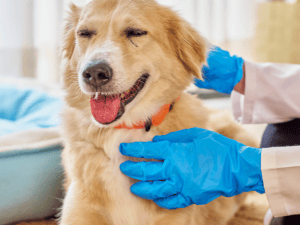 {{ custom_values.service_2 }} in {{custom_values.area_4})