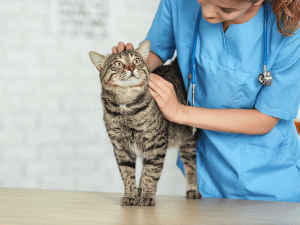 Mobile Kitty Cat Visits in Boca Raton, Florida