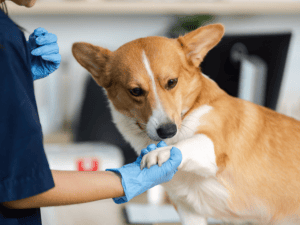 {{ custom_values.service_3 }} in {{custom_values.area_3})