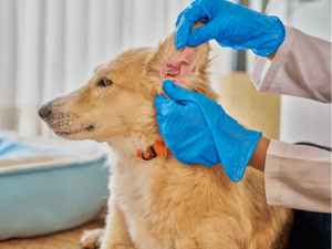 {{ custom_values.service_2 }} in {{custom_values.area_5})