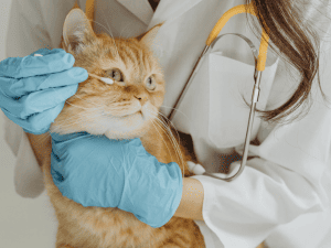 Mobile Kitty Cat Visits in Delray Beach, Florida