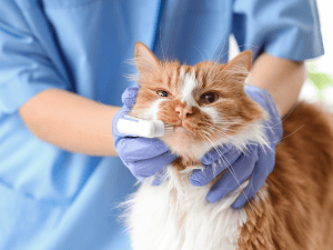 {{ custom_values.service_1 }} in {{custom_values.area_5})