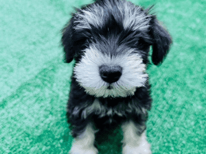 Mobile Kitty Cat Visits in Boca Raton, Florida