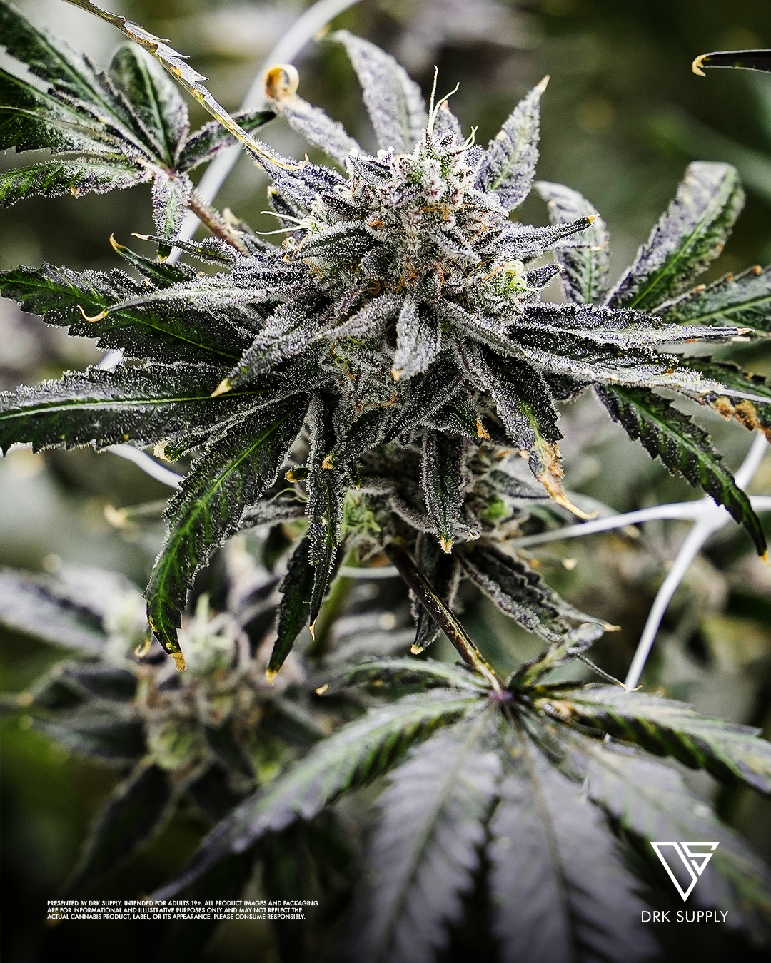 Trichome coverage close-up