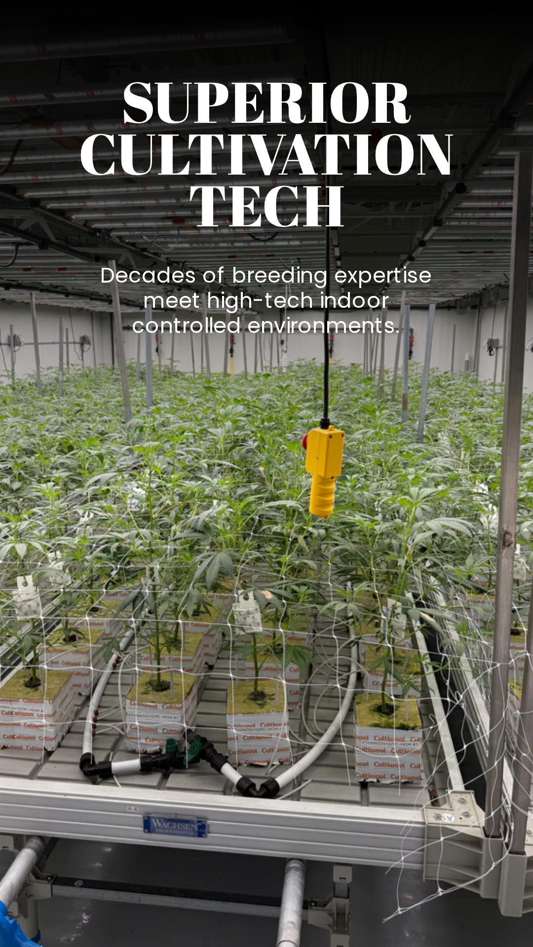 Full-spectrum LED indoor cultivation