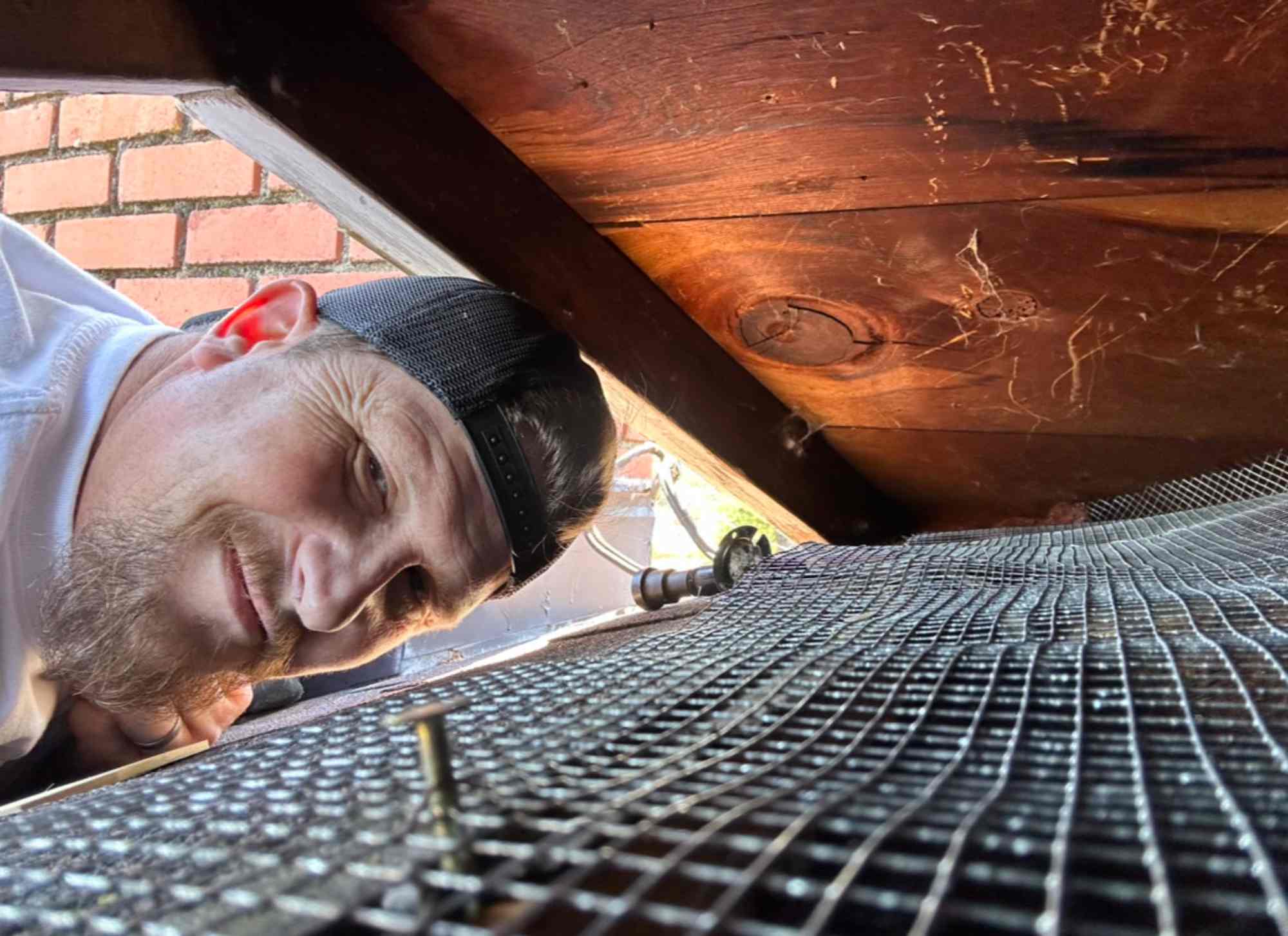 Pest control gallery photo 11