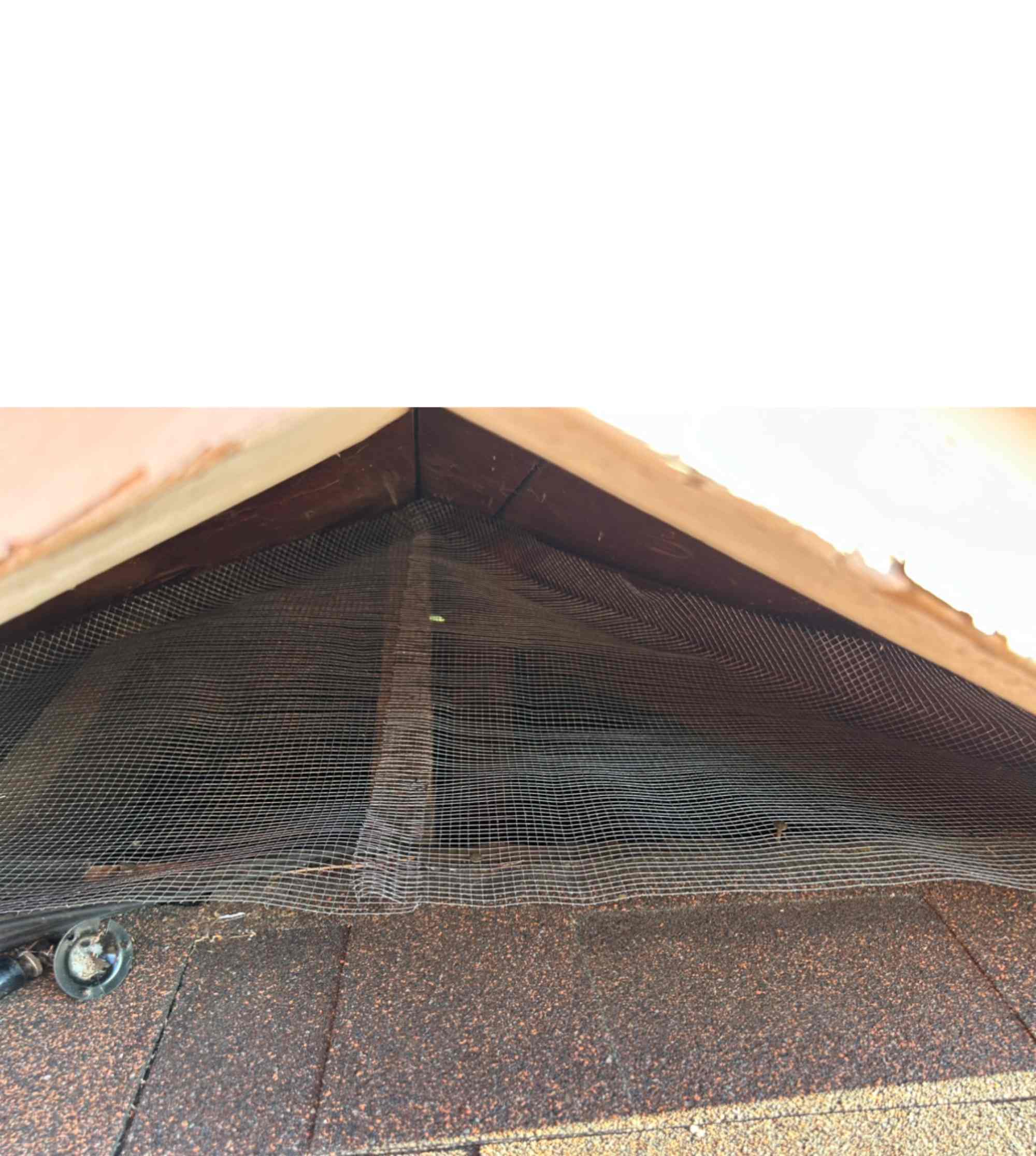 Pest control gallery photo 8