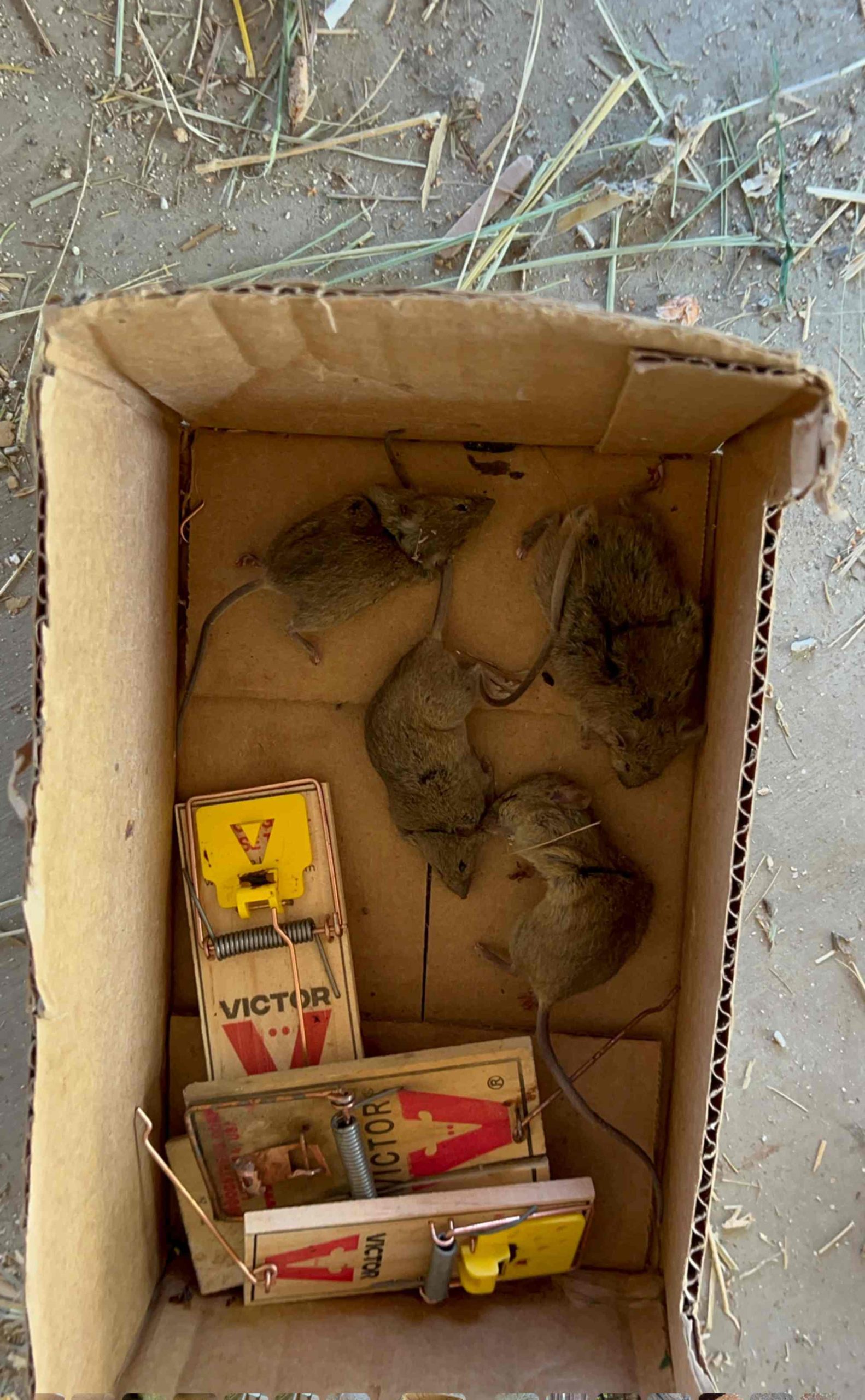 Pest control gallery photo 7
