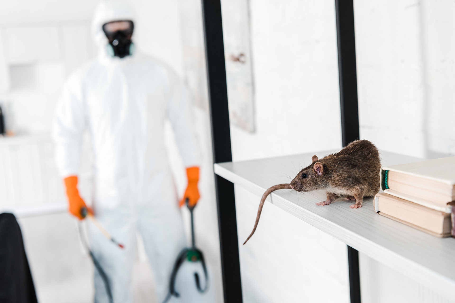Rodent Exclusion