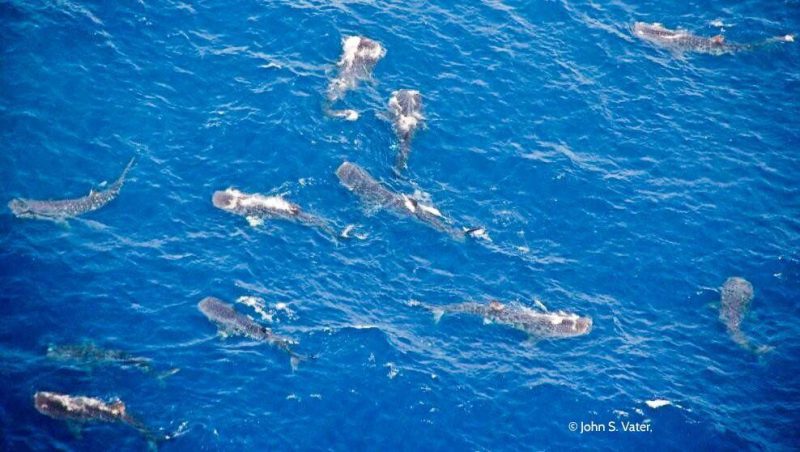 Whale shark adventure Isla Mujeres
