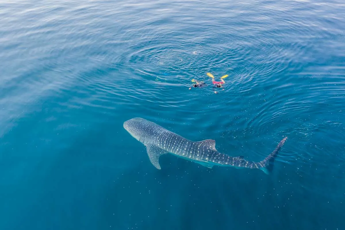 Whale shark in the Mexican Caribbean