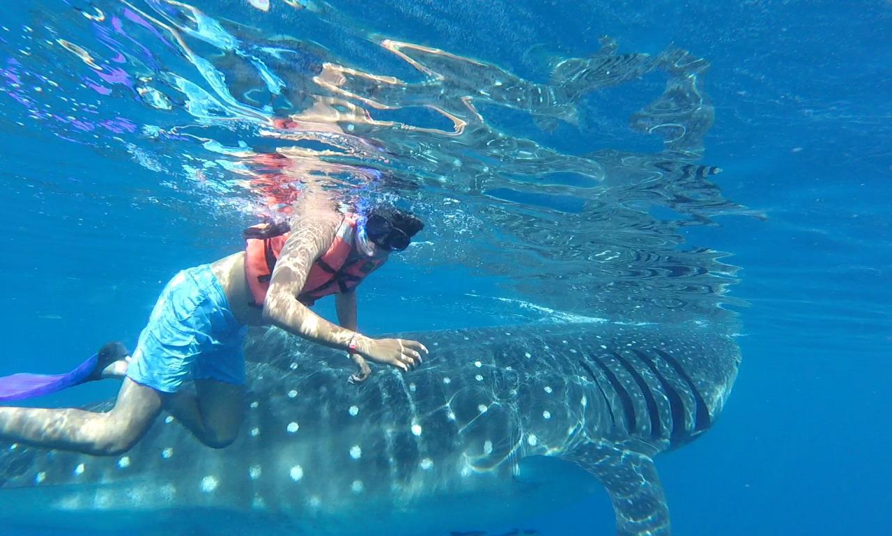 Whale shark snorkeling