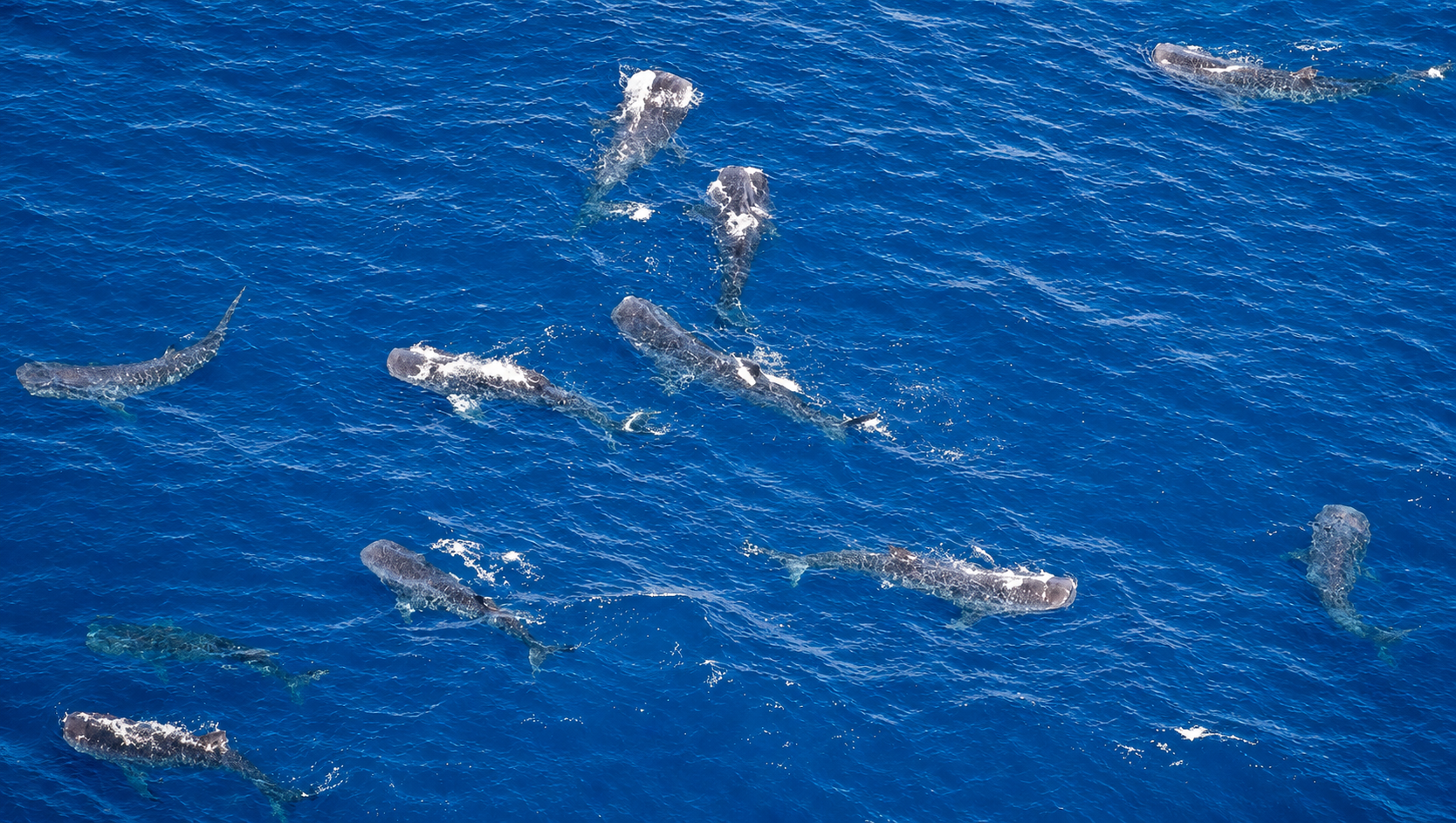 Whale shark adventure Isla Mujeres