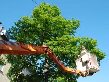 Tree Trimming in Bremen