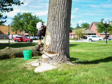 Tree Removal in Bremen