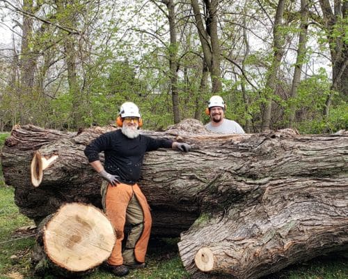 Tree Removal in Bremen