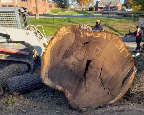 Premier Tree Care Bremen
