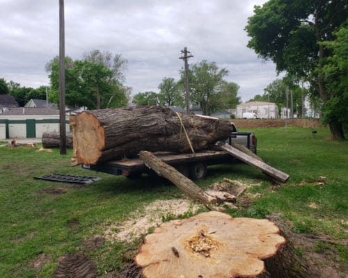 Nappanee Tree Removal