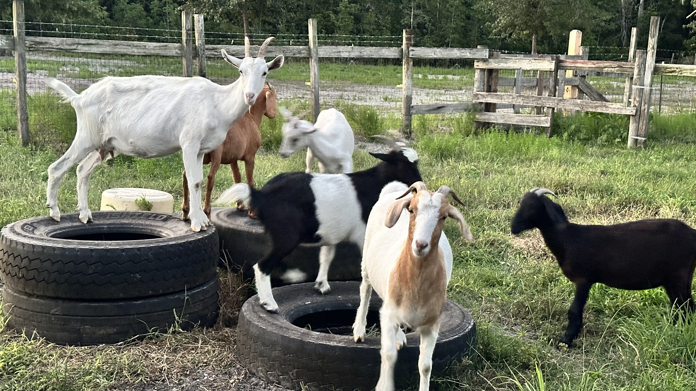 Baby goats at Moon Tree Farm