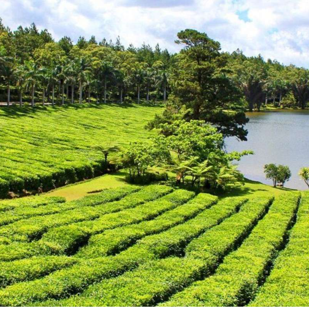 South Mauritius flavours and heritage tour