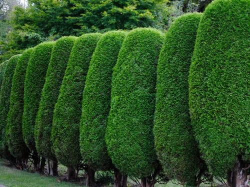 Hedges / Shrubs in Tampa