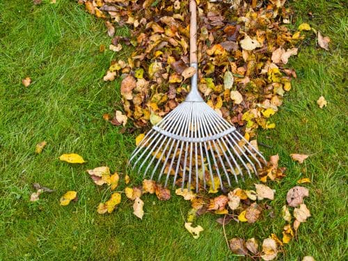 Seasonal Cleanups in Tampa