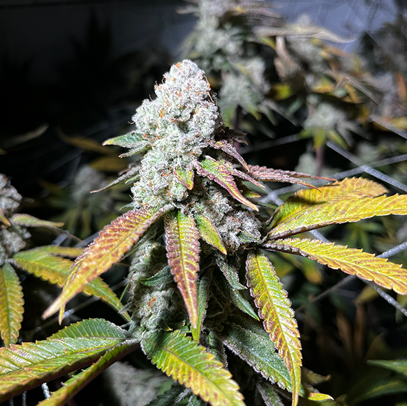 Cultivo 1