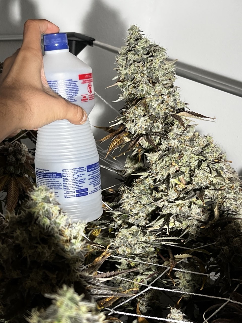 Cultivo 2