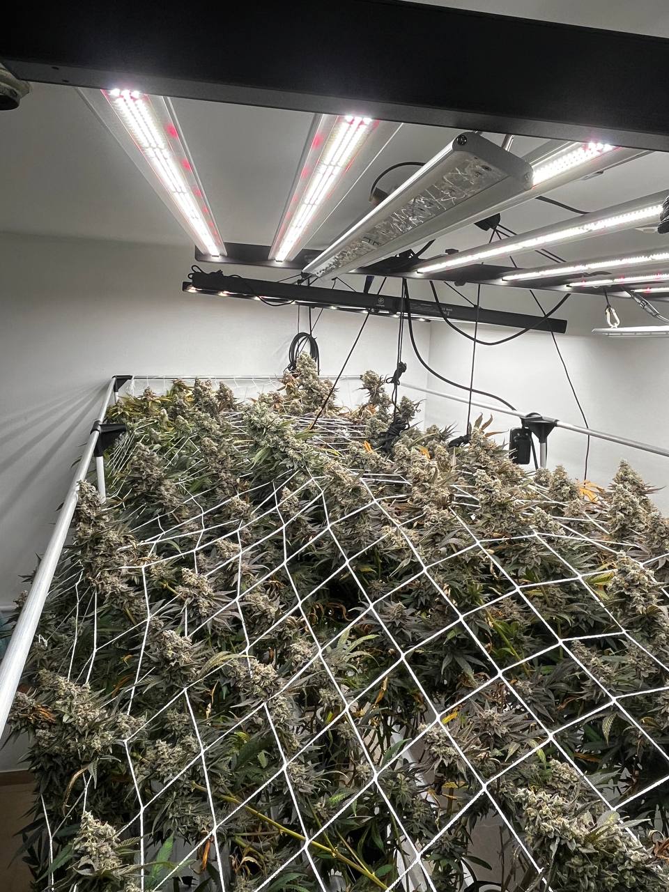 Cultivo 3