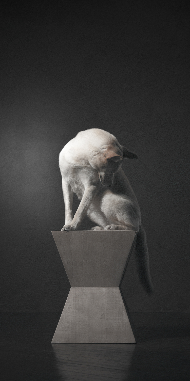 White german shepard sitting on trapezoidal shaped pedestal looking downward as if in contemplation