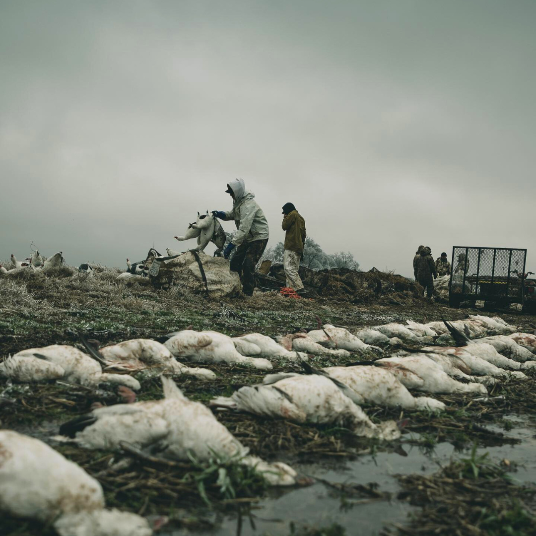 Hunting Ducks in Canada