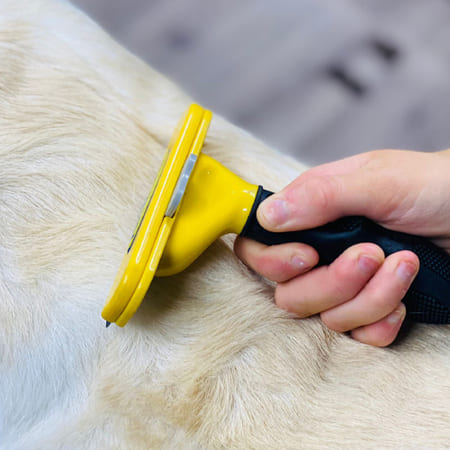 De-Shedding Treatment in Seattle