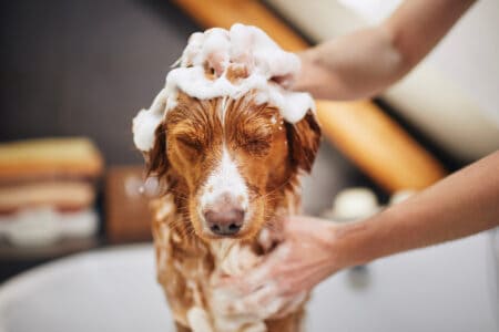 Flea & Tick Treatment Bath in Seattle
