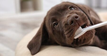 Teeth Brushing in Seattle