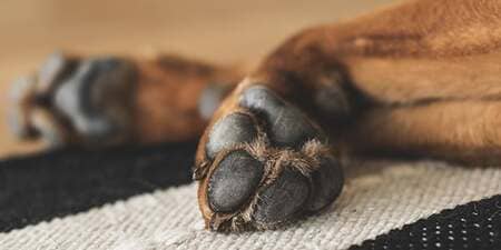 Paw & Pad Treatment in Seattle