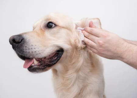Ear Cleaning in Seattle