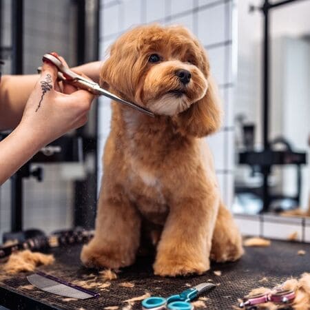Breed-Specific Styling in Seattle