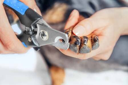 Nail Trim & Grind in Seattle