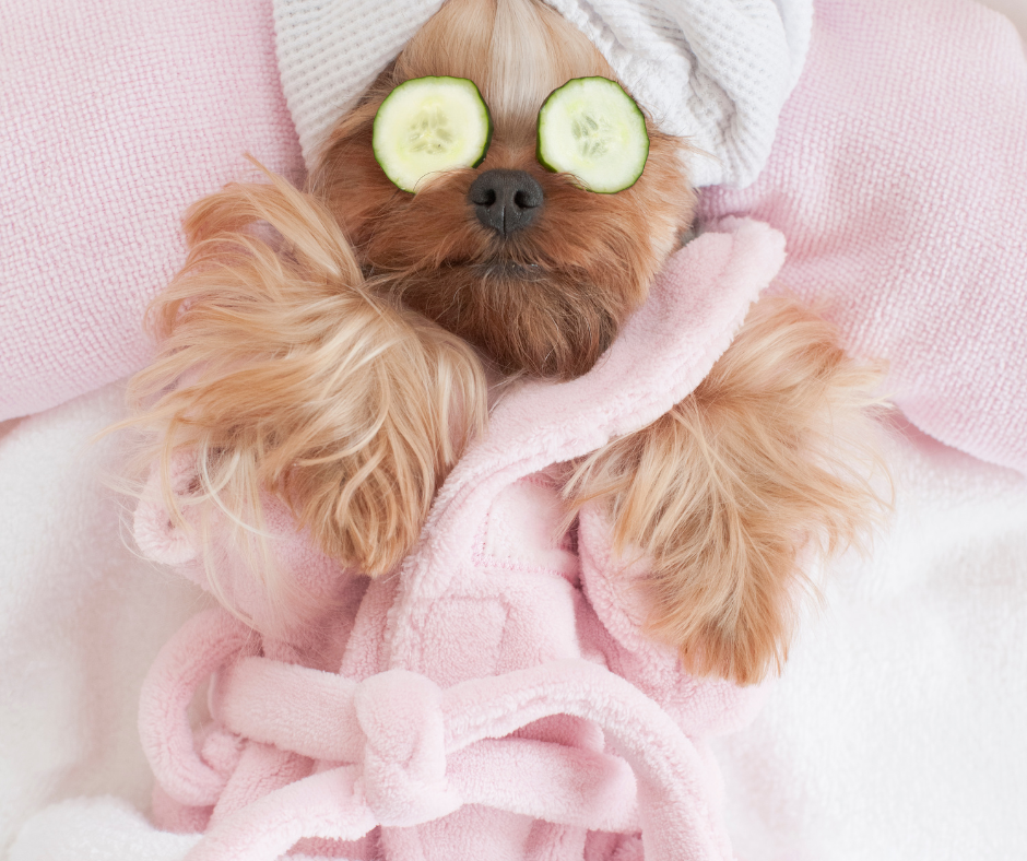 Pet Grooming Seattle