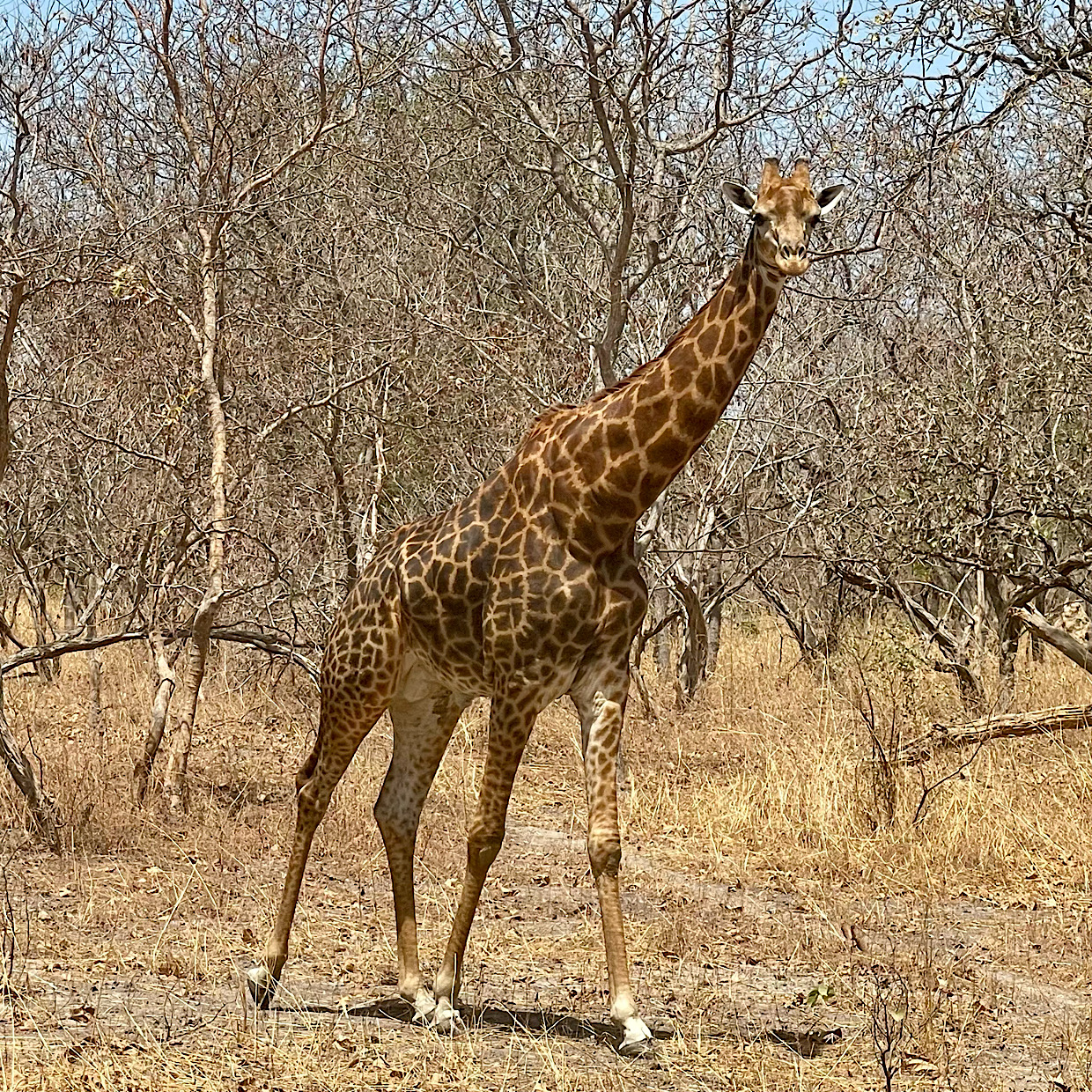 giraffe