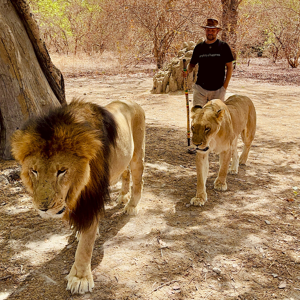 walk with lions