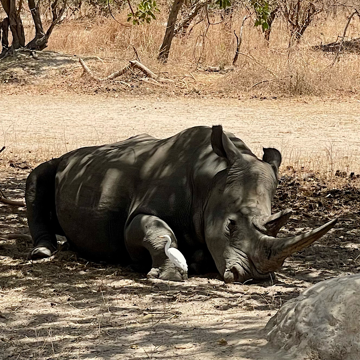 sleeping rhino
