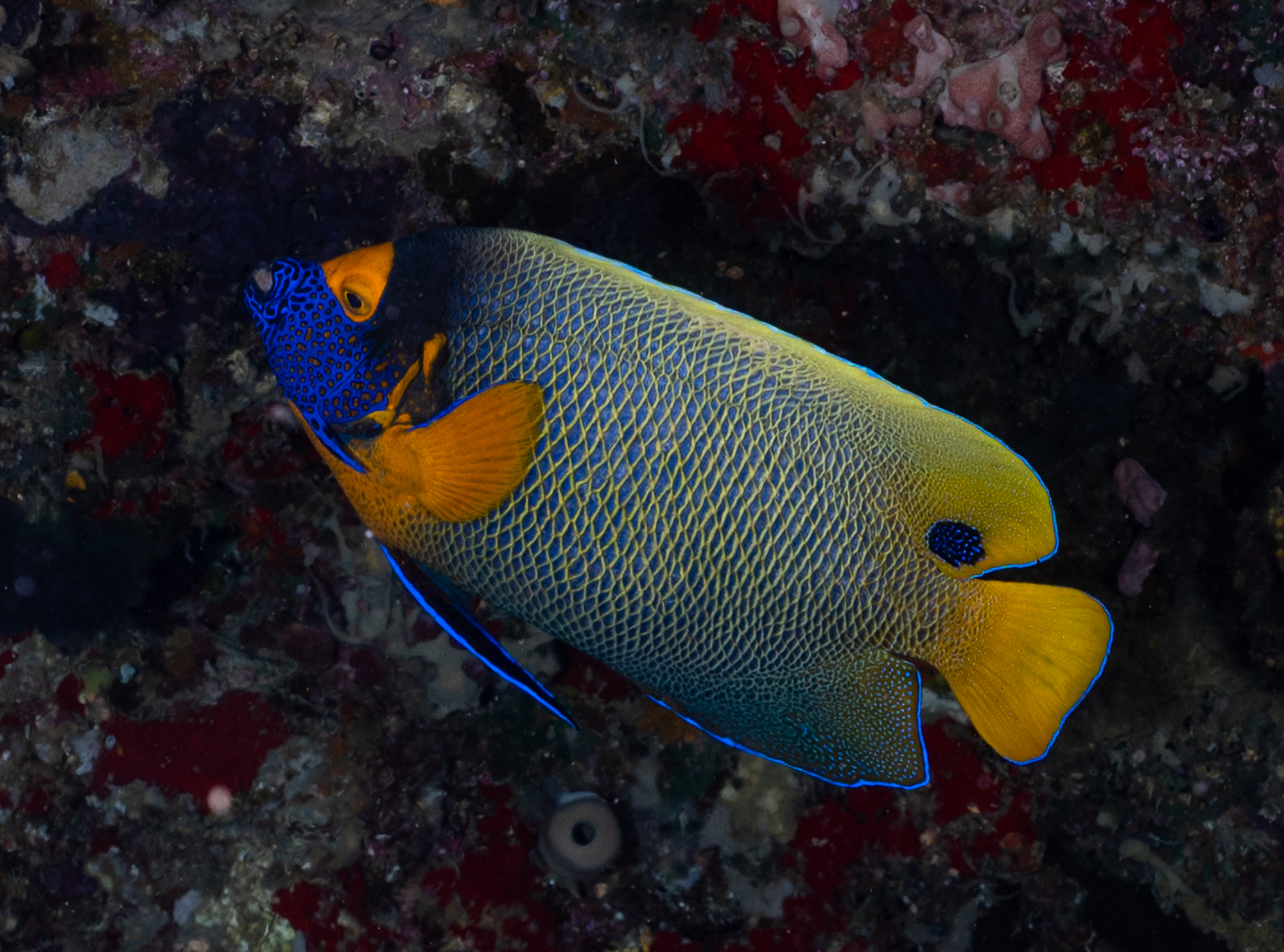 Blue faced emperor
