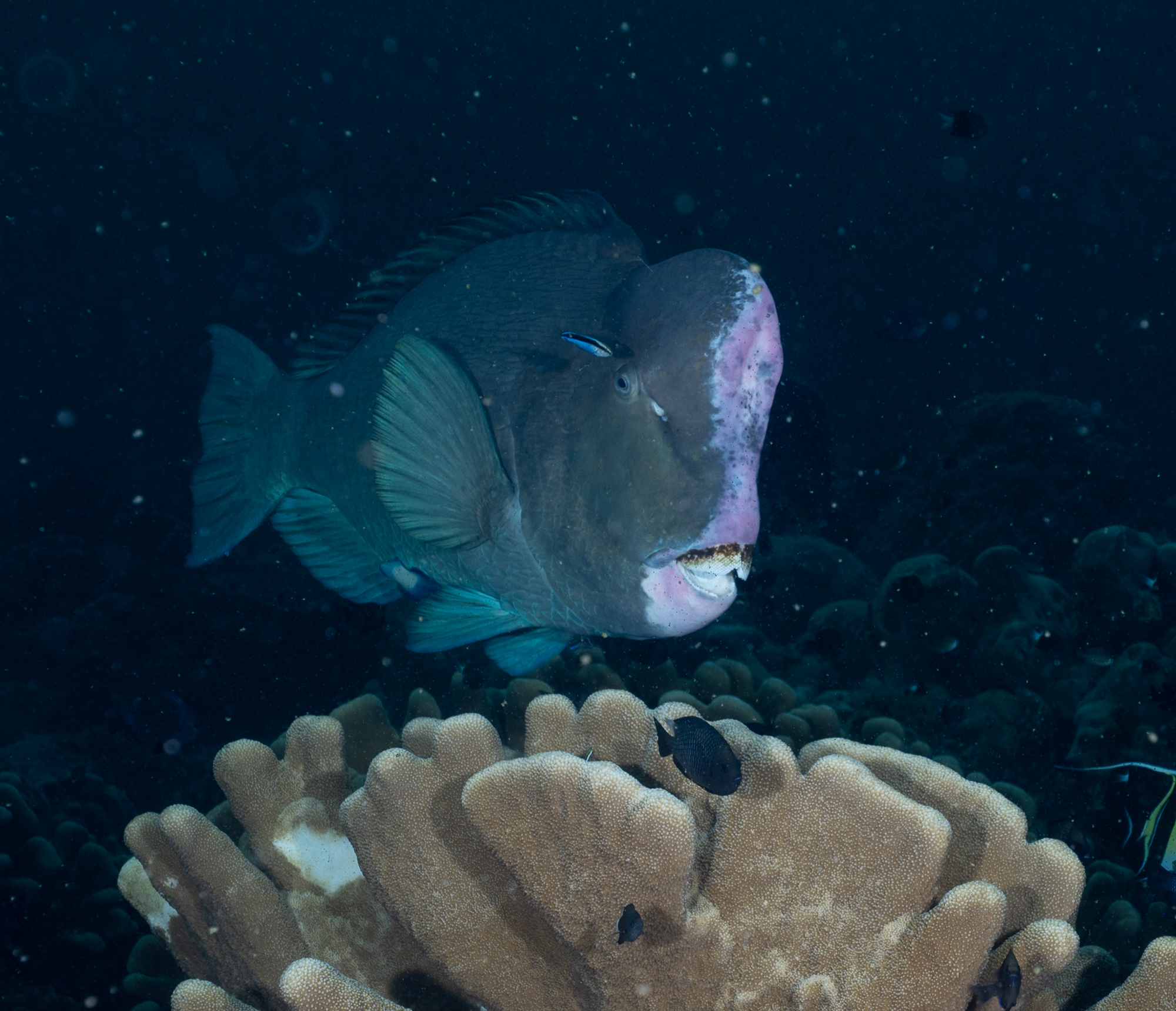 Bumphead parrotfish
