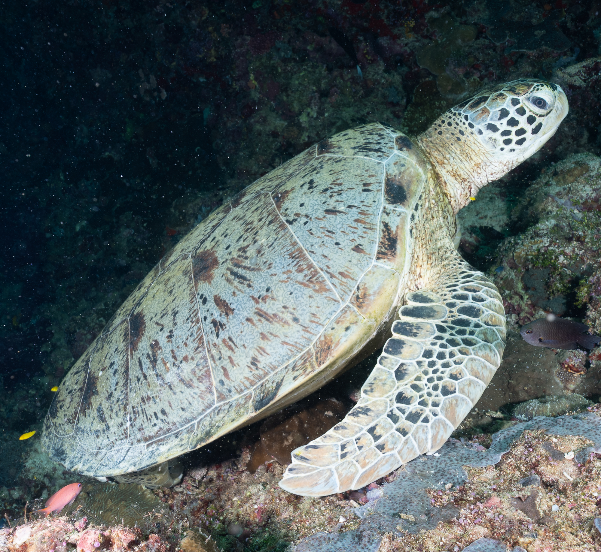 Turtle Sipidan